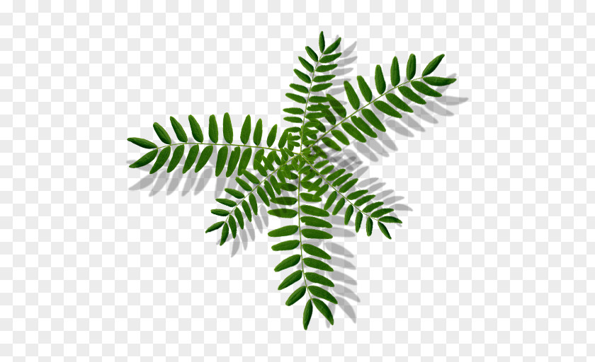 Monstera Leaf Branch Tree Plant Stem Fern PNG