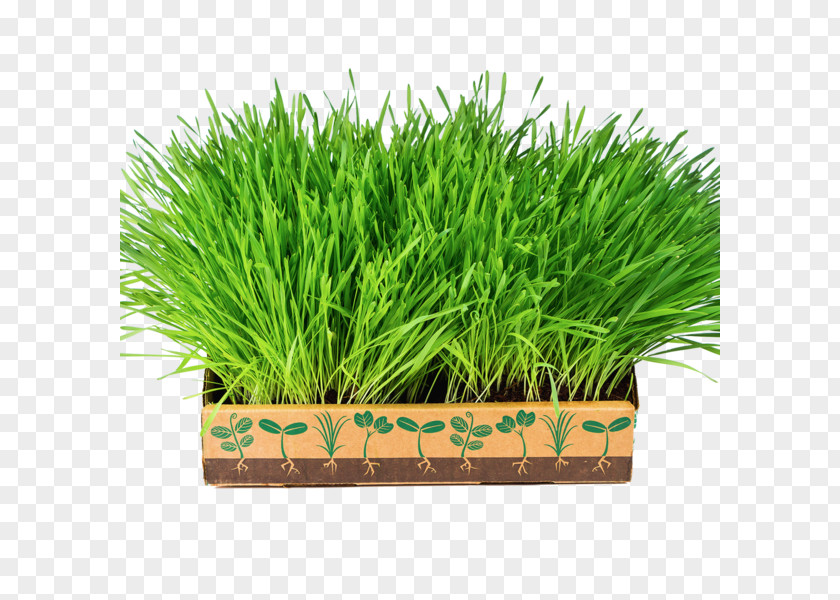Vegetable Leaf Wheatgrass Food Nutrient PNG