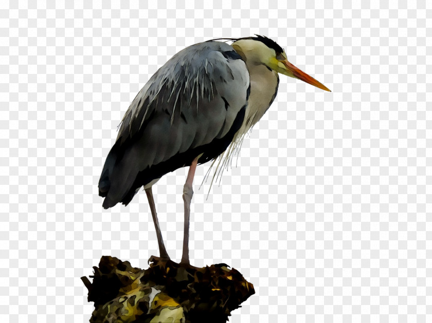 White Stork Heron Beak Wader PNG