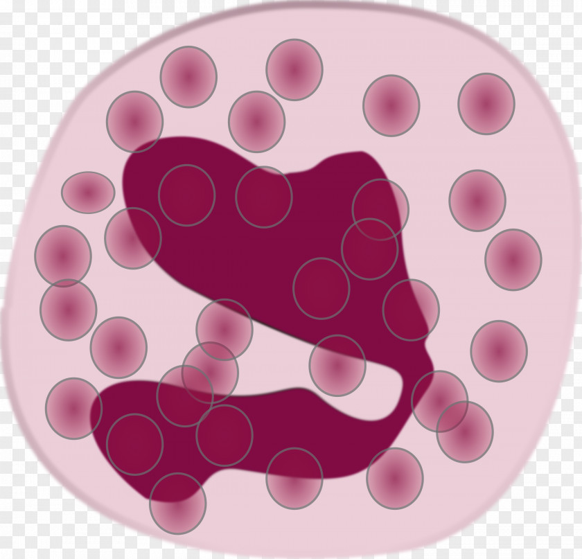 Allergy Immune System Eosinophil White Blood Cell Neutrophil PNG
