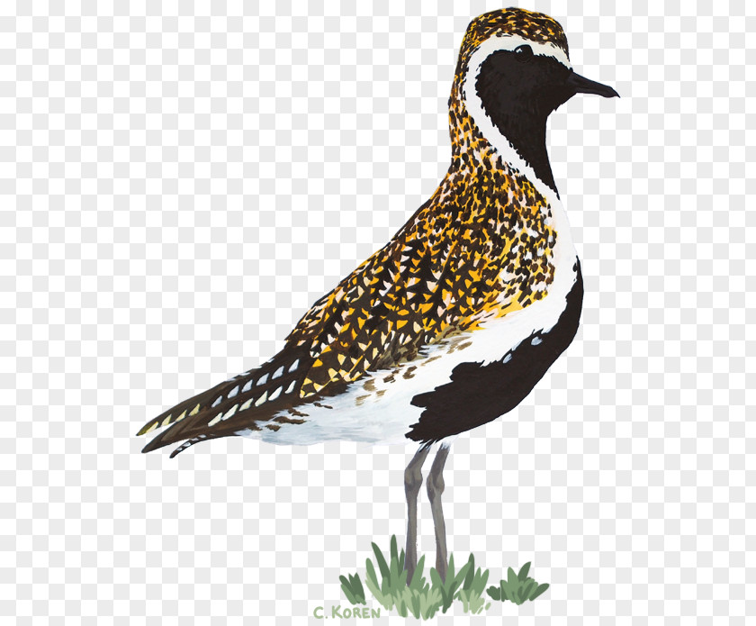 Bird European Golden Plover Shorebirds Grey PNG