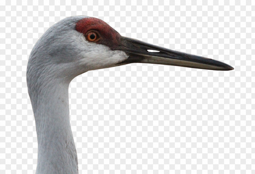 Crane Sandhill Bird Animal Grey Crowned PNG