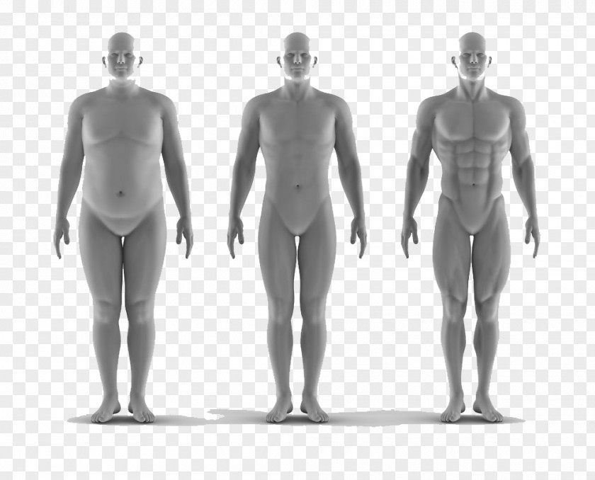 Fat Man Comparison Anthropometry Stock Photography Portrait PNG