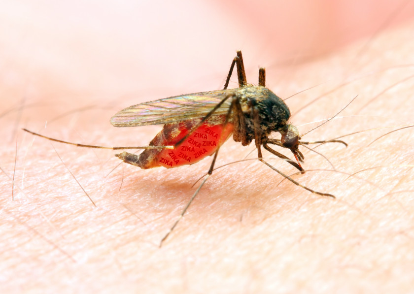 Mosquito Marsh Mosquitoes Mosquito-borne Disease Zika Virus Control Malaria PNG