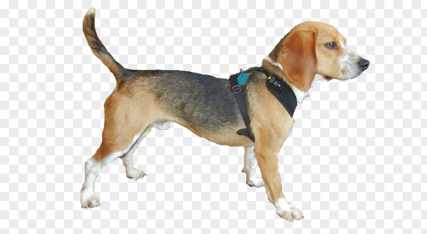 Bed Harrier English Foxhound Beagle American Grand Anglo-Français Tricolore PNG
