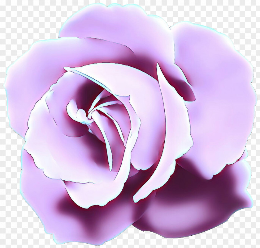 Garden Roses Cabbage Rose Petal Herbaceous Plant PNG