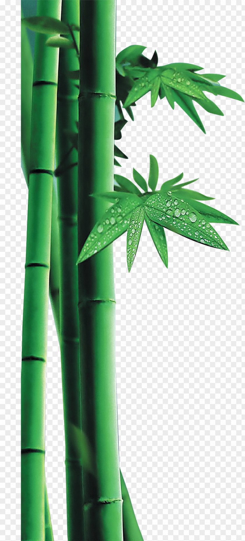 Green Bamboo Decorative Pattern PNG