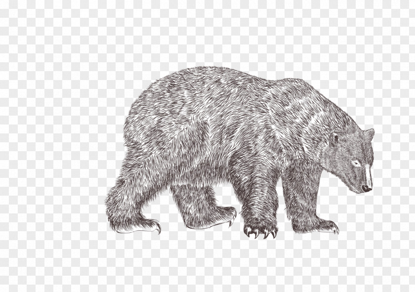 Hand-painted Bear Grizzly Animal Illustration PNG