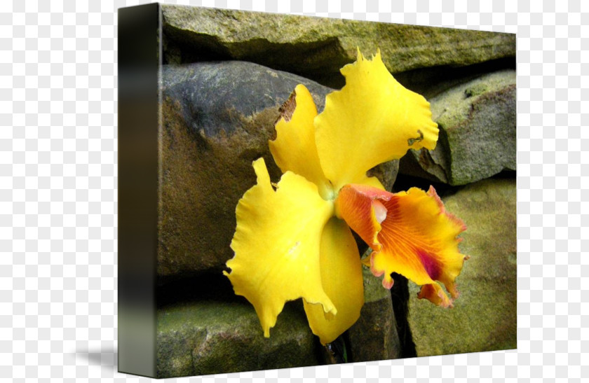 Orchid Yellow Cattleya Orchids Violet Family PNG