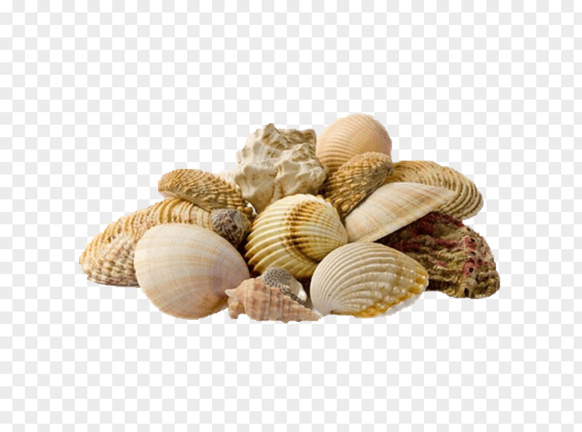 Seashell Eggo Estetica & Spa Mussel Cockle Stock Photography Image PNG