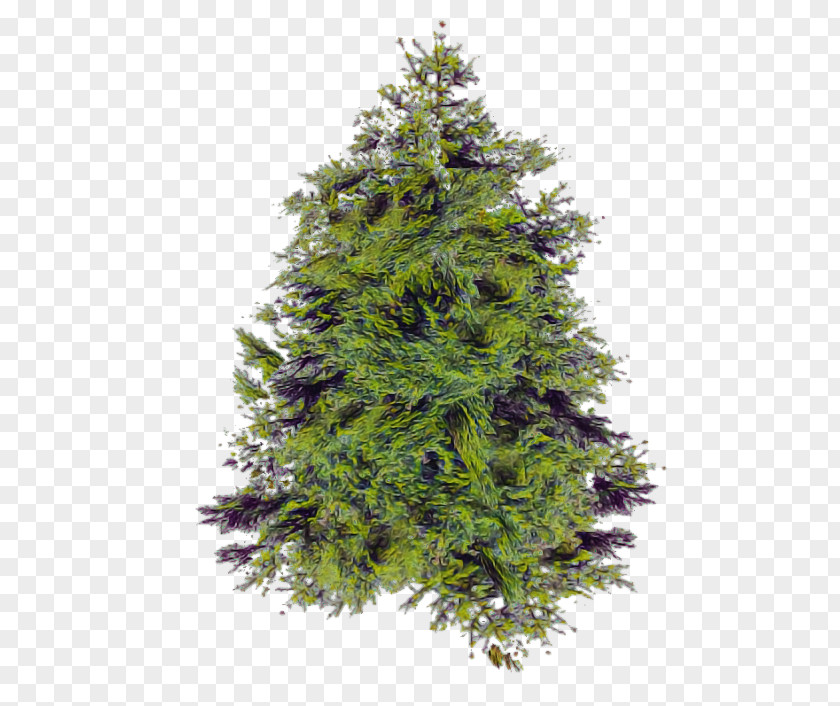 Shortleaf Black Spruce Yellow Fir Tree Plant Oregon Pine PNG