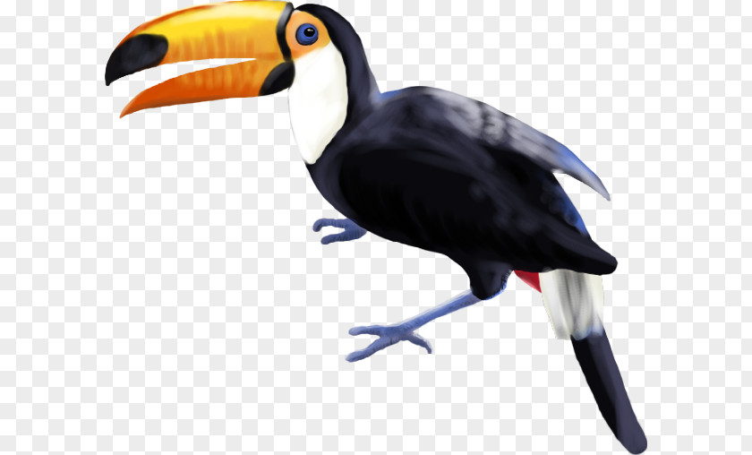 Toucan Bird Piciformes Beak Hornbill PNG