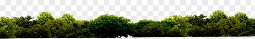 Tree Grasses Biome Green PNG