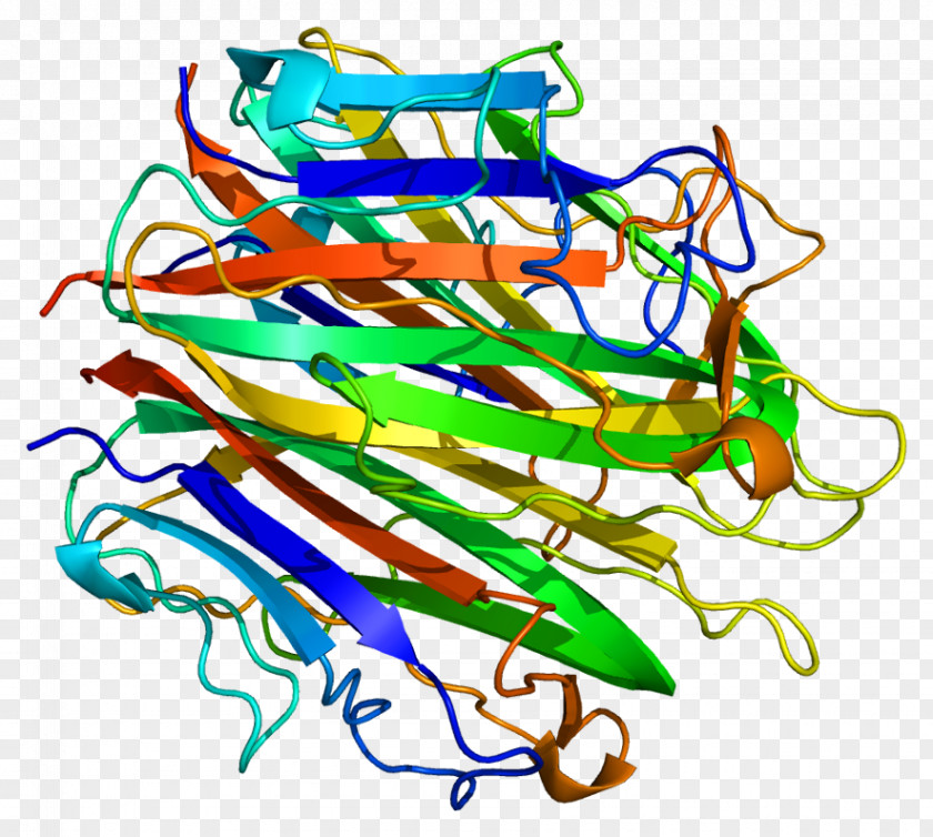 Collagen, Type VIII, Alpha 1 2 Collagen Protein PNG