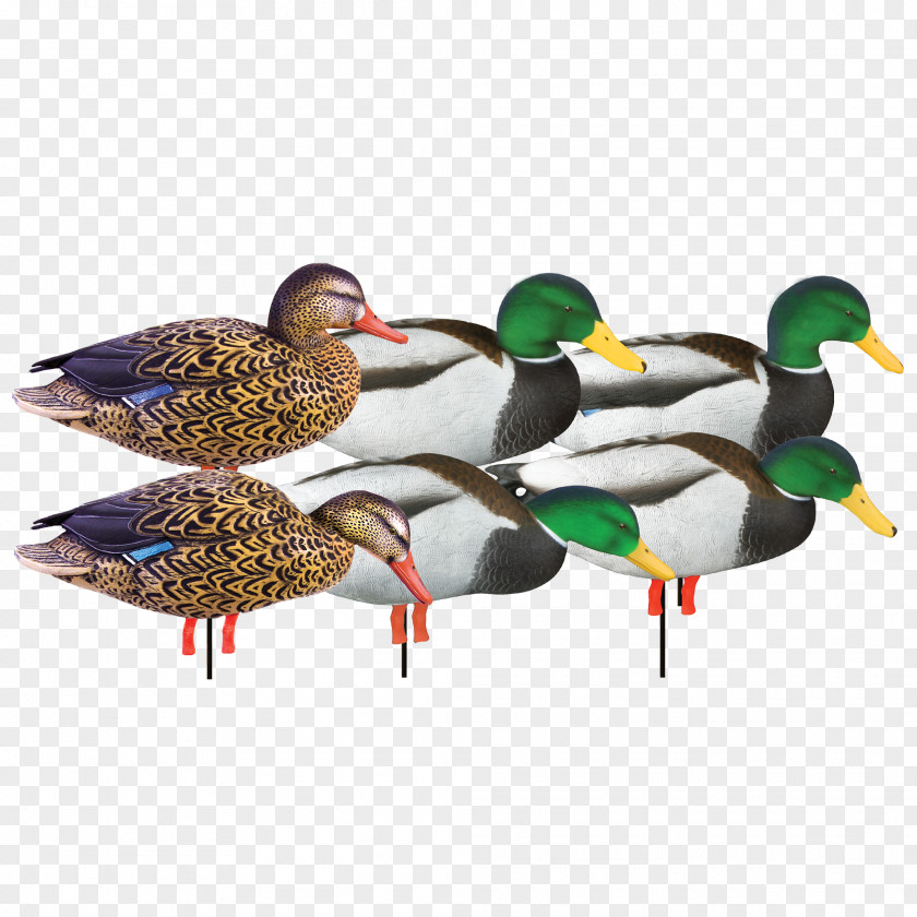 Jemima Puddle Duck Mallard Decoy Goose PNG