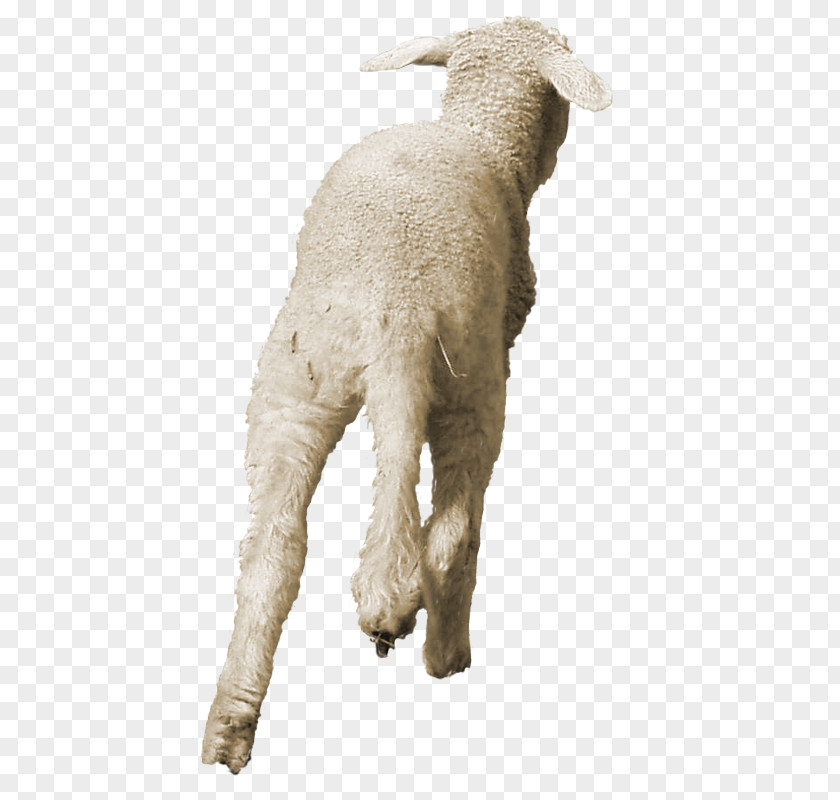 Sheep Goat Dog Mammal Fur PNG