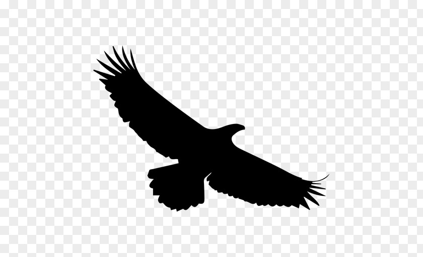 Silhouette Bald Eagle Bird PNG