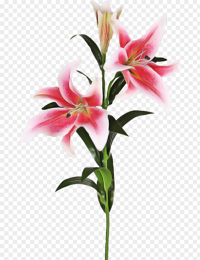 Tiger Lily Peruvian Flower Plant Stargazer Cut Flowers PNG