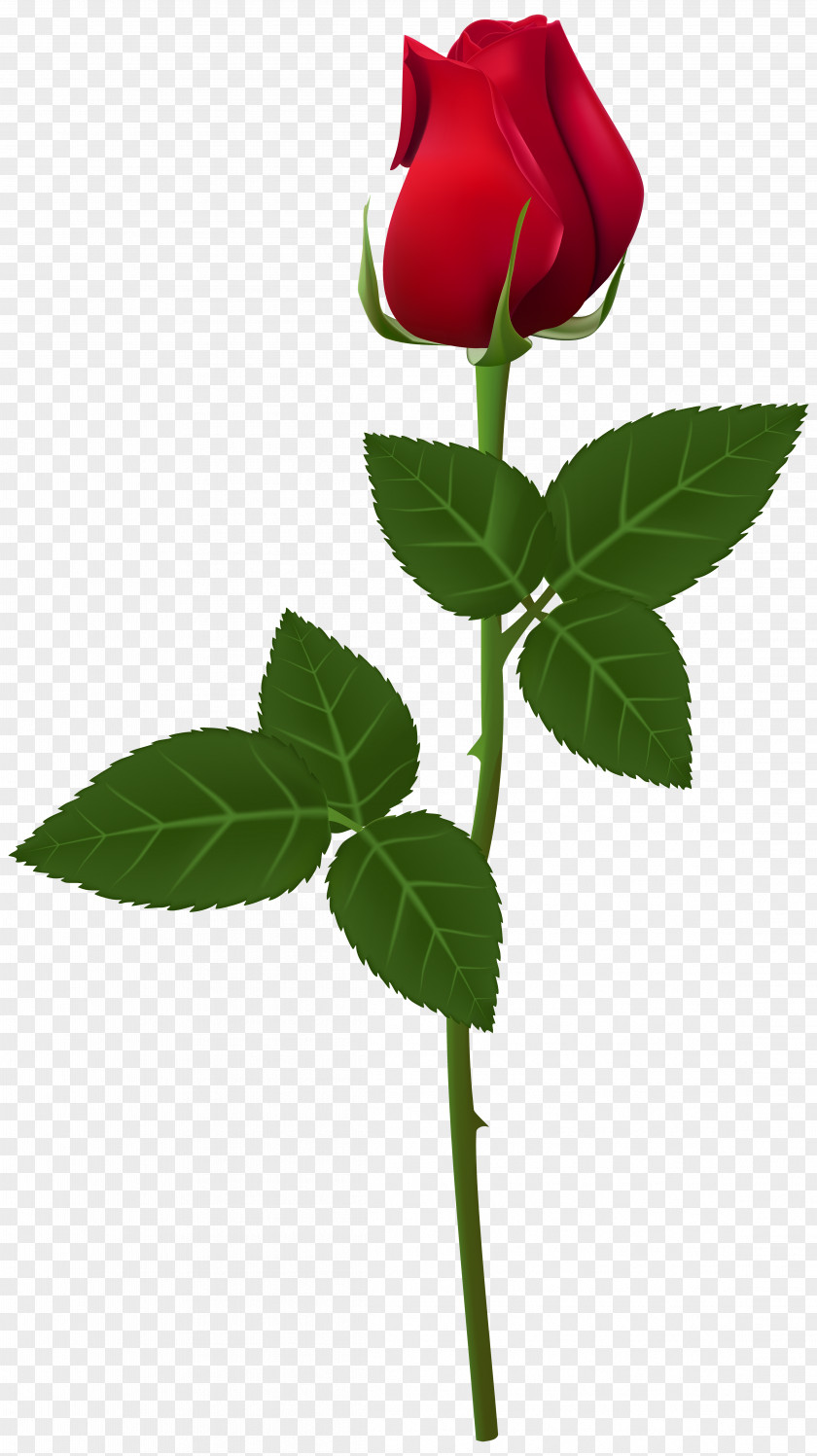Amulet Rose Flower Plant Stem Clip Art PNG