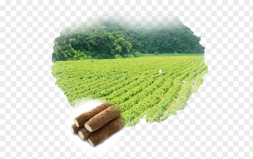 Big Ban Crop Andongma Seed Plantation PNG