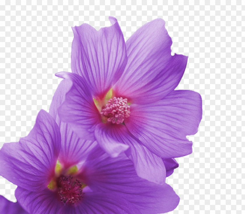 Layered Flower Hibiscus Adobe Premiere Elements Video Pro Wednesday PNG