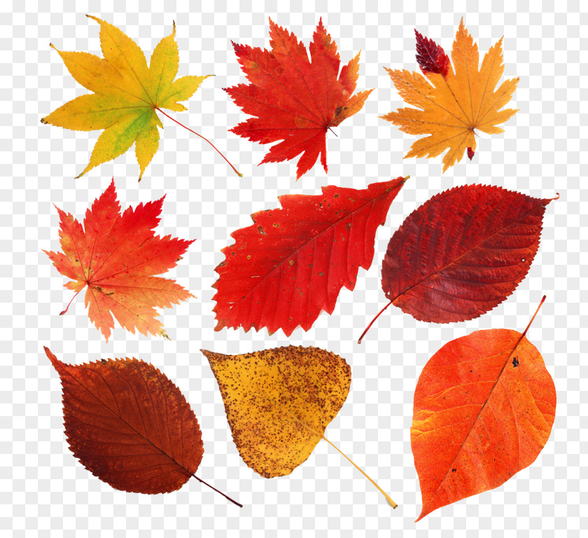 Leaf Maple Autumn Leaves Clip Art PNG