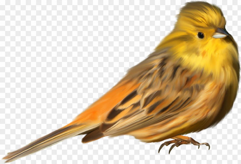 Sparrow Domestic Canary Ortolan Bunting House American Sparrows PNG