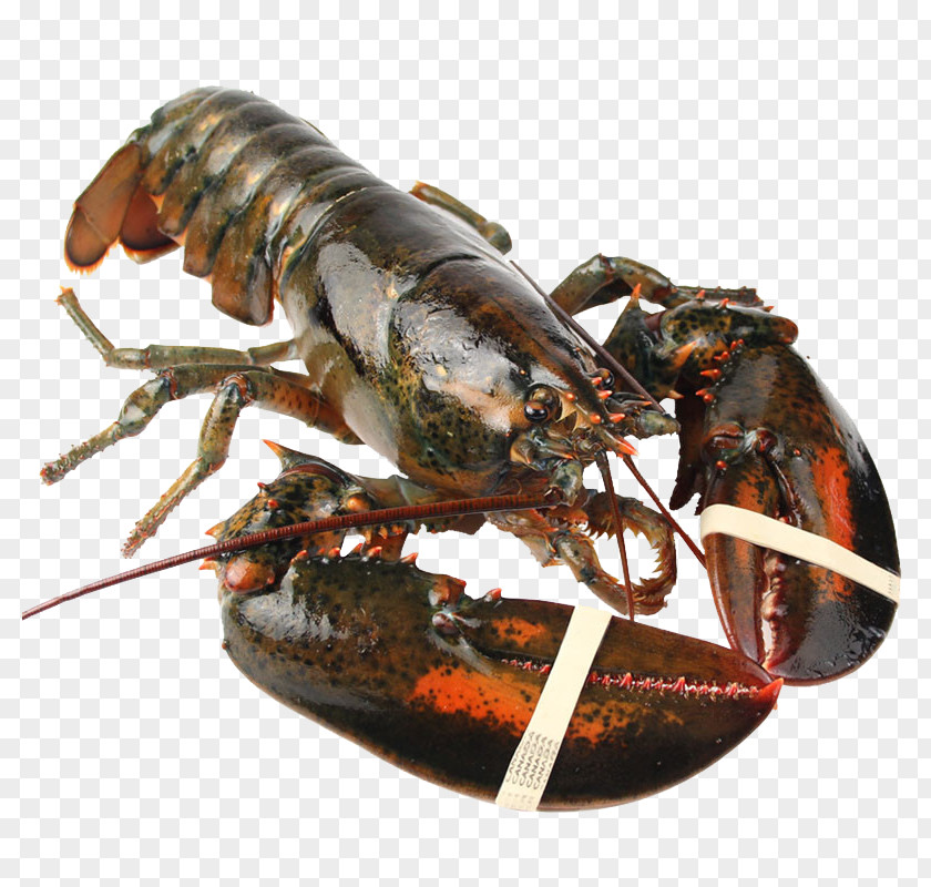 American Lobster Crab Palinurus Seafood PNG lobster Seafood, Canada imports Boston fresh clipart PNG