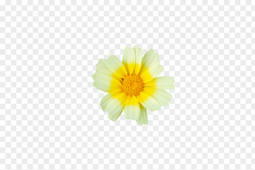 Chrysanthemum Pot Marigold Yellow Petal Flower PNG
