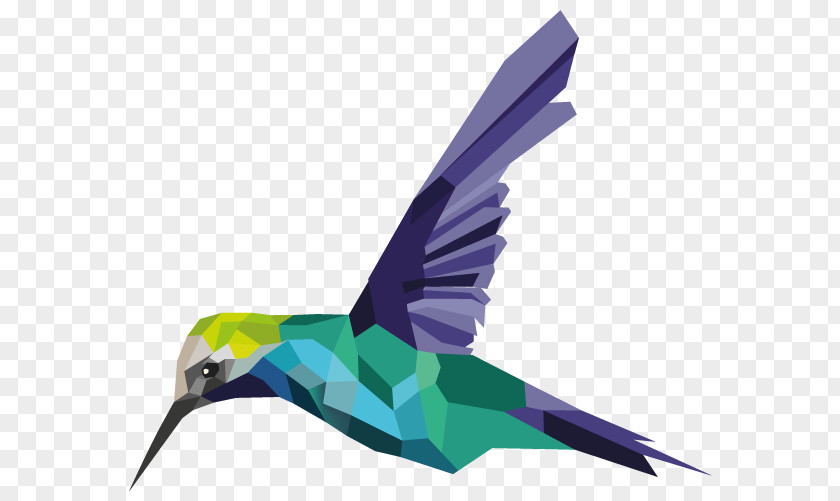 Colibri Hummingbird Feather Fauna Beak Parakeet PNG