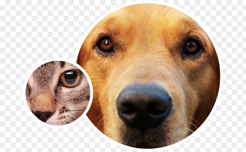 Dog Animal Eye Care Breed Face PNG