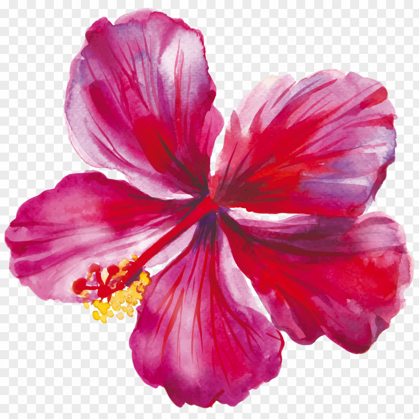 Flower Hibiscus Drawing PNG