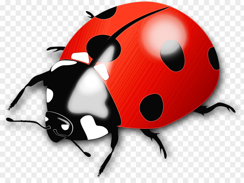 Leaf Beetle Ladybug Bird Drawing PNG