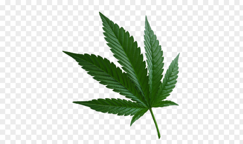 Marijuana Cannabis Sativa Ruderalis Hemp PNG