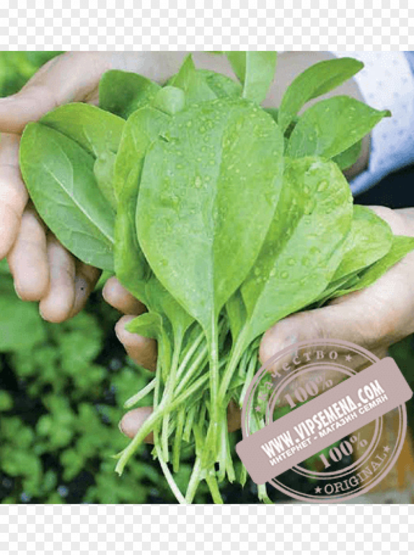 Spinach Vegetable Kitchen Garden Seed Transplanting PNG