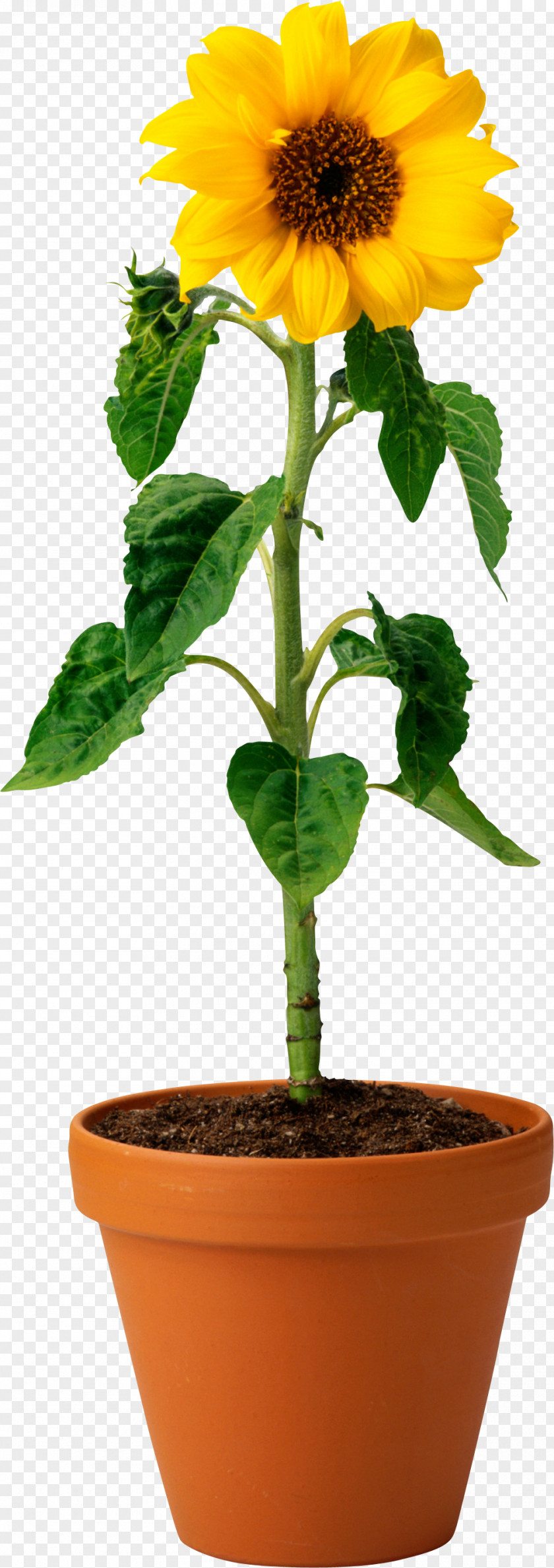 Sunflower Germination Seedling Spore Plant Reproduction PNG