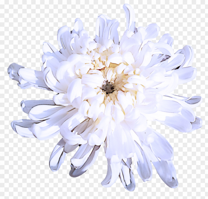 Aster Cut Flowers White Flower Petal Plant PNG
