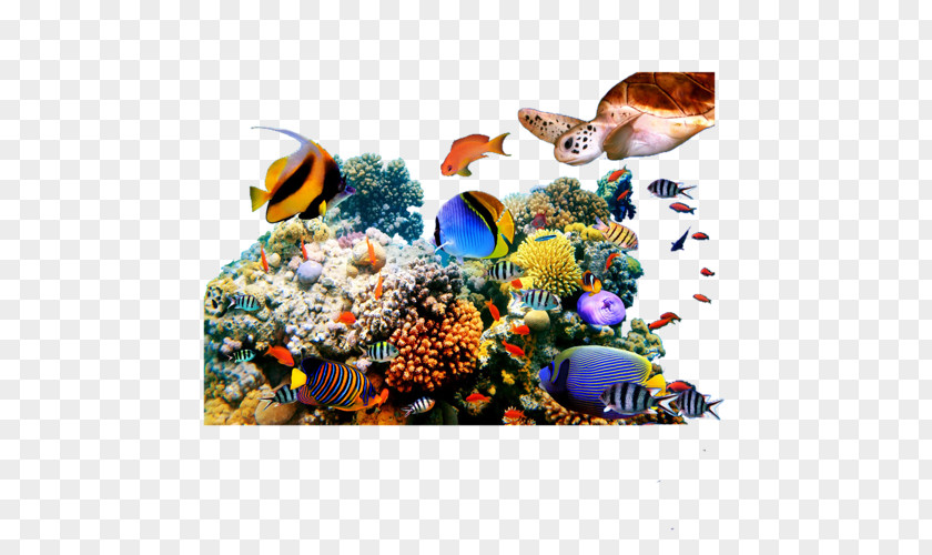 Coral Reef Painting Mural Marine Life PNG