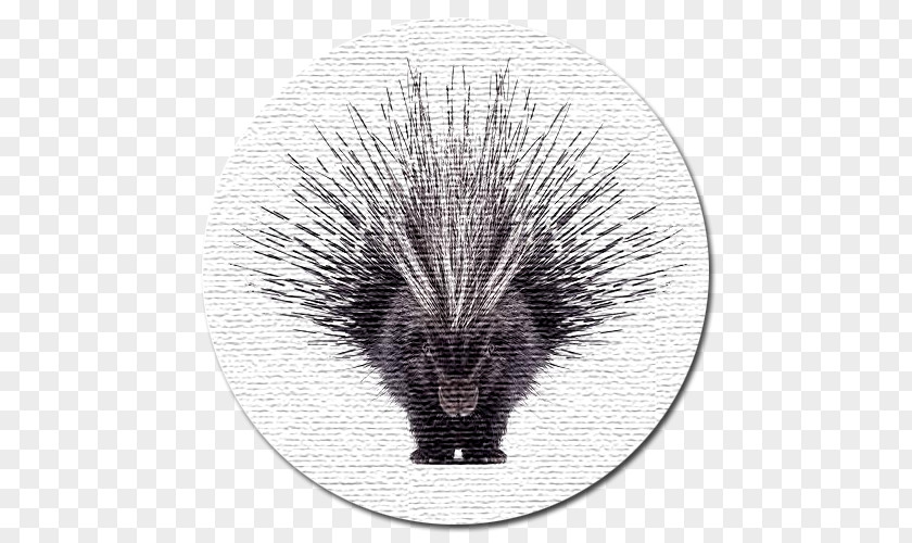 Dog Crested Porcupine North American Horse PNG