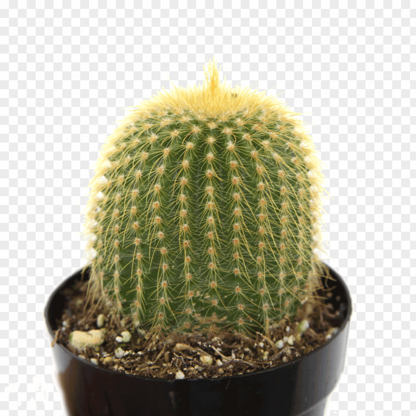 Plant Echinopsis Acanthocereus Tetragonus Echinocactus Grusonii Cactaceae Barrel Cactus PNG