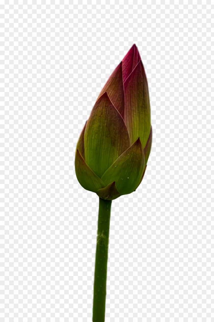 Plant Stem Tulip Leaf Bud Petal PNG