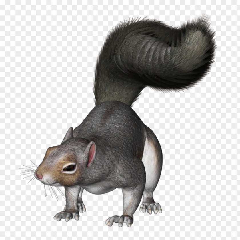 Two Wheeler Eastern Gray Squirrel Western Clip Art PNG