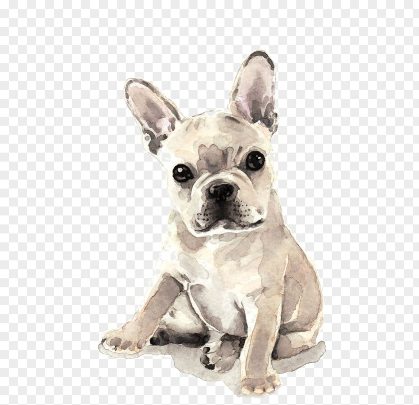 Dog French Bulldog Puppy Watercolor Painting Fawn PNG