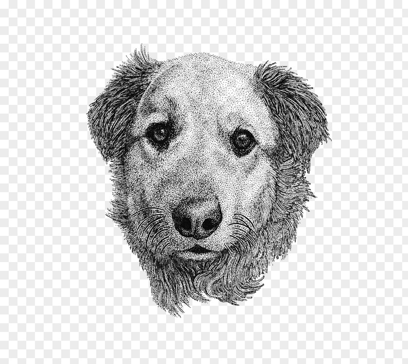 Hand-drawn Illustration Dog Poodle Puppy Drawing Pet PNG