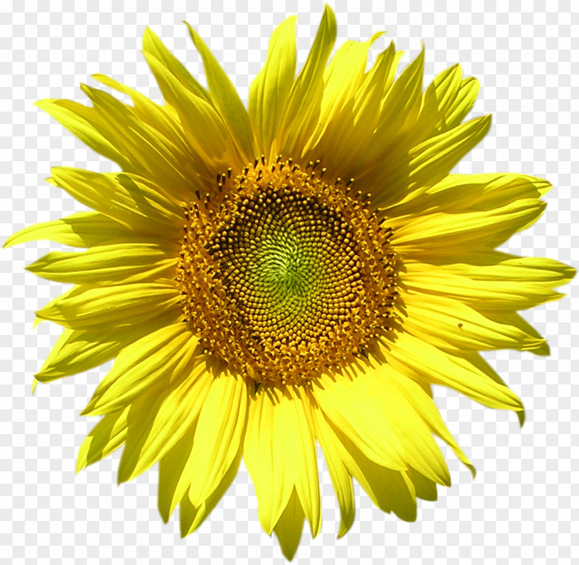 Honey Common Sunflower Seed Desktop Wallpaper Clip Art PNG