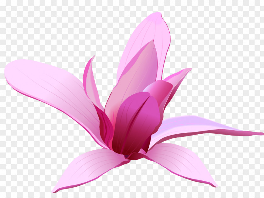 Pink Flower Art Clip PNG