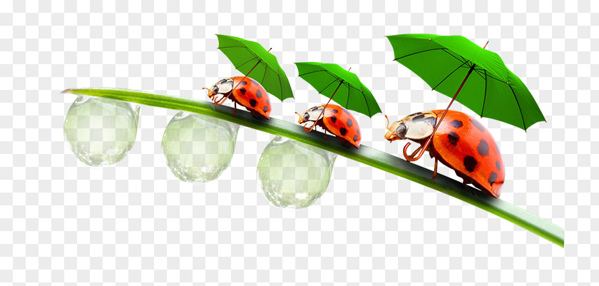 Coccinelle Ladybird Beetle Insect Clip Art PNG