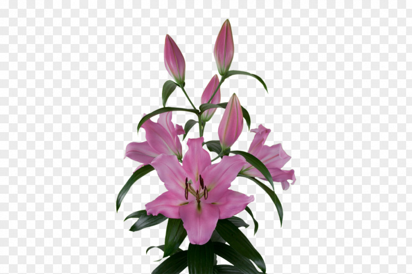 Lily Bulb Cut Flowers Plants Pink PNG