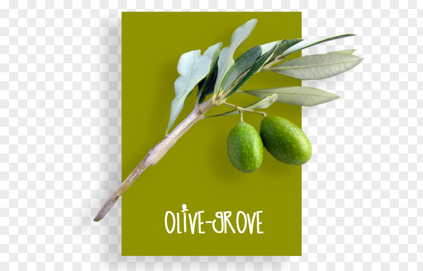 Olive Grove Oil Product Brand + M PNG