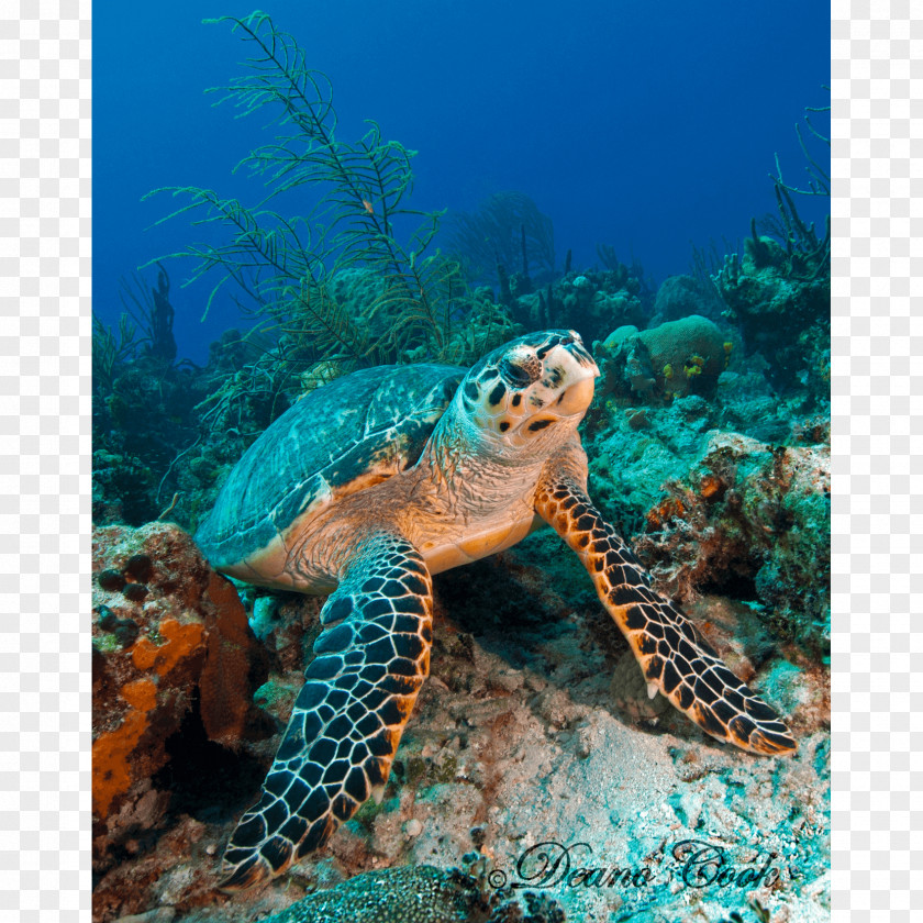 Turtle Loggerhead Sea Coral Reef Hawksbill Tortoise PNG